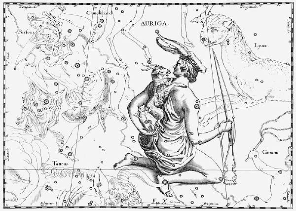Heveliusauriga.JPG