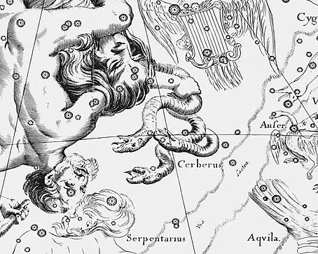 Heveliuscerberus.JPG