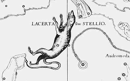 Heveliuslacerta.JPG