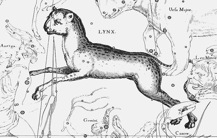 Heveliuslynx.JPG