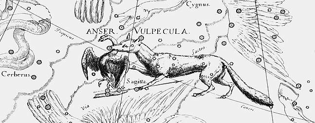 Heveliusvulpecula.JPG