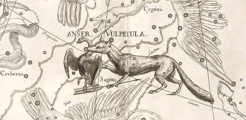 vulpecula Hevelius.jpg