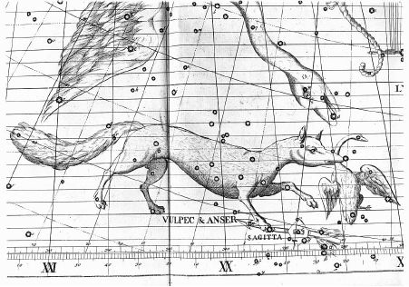 Vulpecula2.jpg