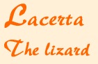 lacertahead.gif