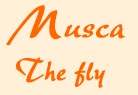 muscahead.gif