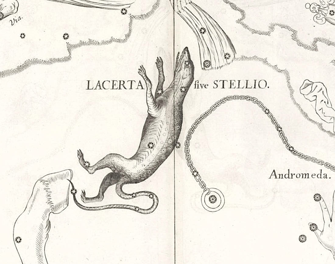 Lacerta on Hevelius's Firmamentum Sobiescianum star atlas