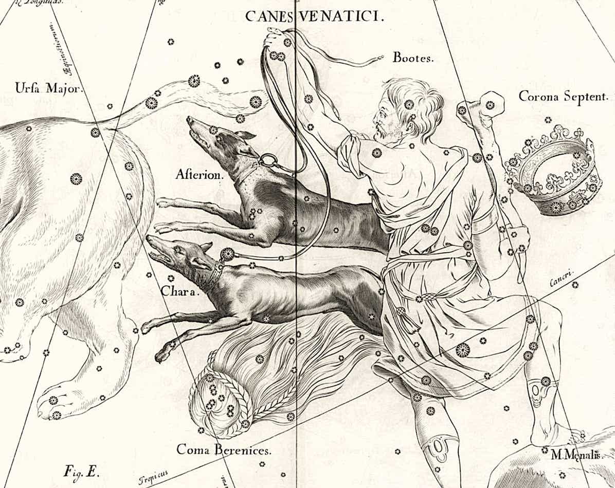 Canes Venatici, the hunting dogs of Boötes, depicted in the Firmamentum Sobiescianum star atlas of Johannes Hevelius
