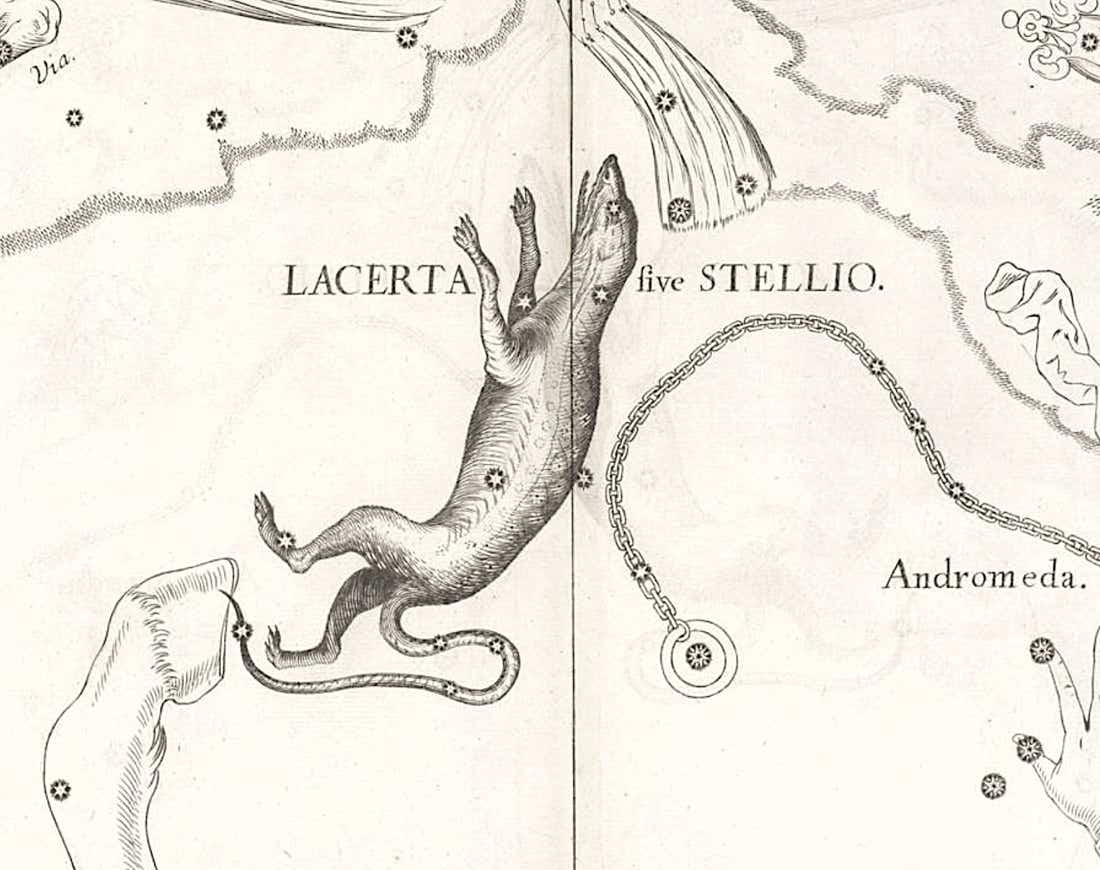 Lacerta on Hevelius's Firmamentum Sobiescianum star atlas