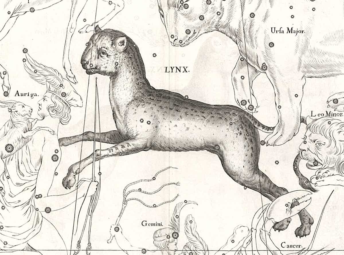 Hevelius’s depiction of Lynx 