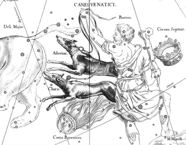Canes Venatici, the hunting dogs of Boötes, depicted in the Firmamentum Sobiescianum star atlas of Johannes Hevelius