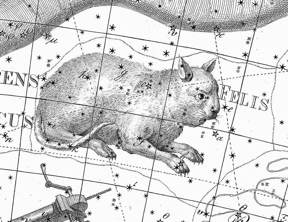 Felis on Bode's Uranographia
