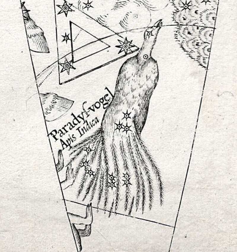 Apus shown on Plancius's celestial globe of 1598