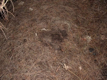 rabbits1.jpg