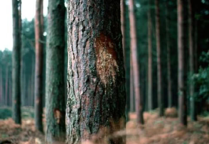 Cuts made by foresters on pine trees of Rendlesham Forest give the impression of burn marks.