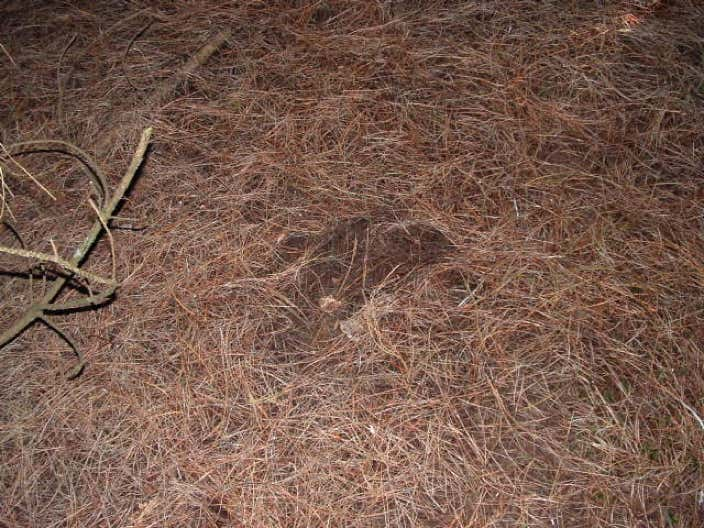 Rabbit scrapings in Rendlesham Forest look like landing marks