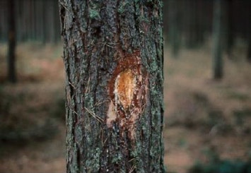Cuts made by foresters on pine trees of Rendlesham Forest give the impression of burn marks.