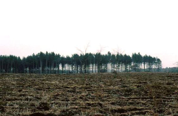 Stand of trees at the eastern edge of Rendlesham Forest in 1983.