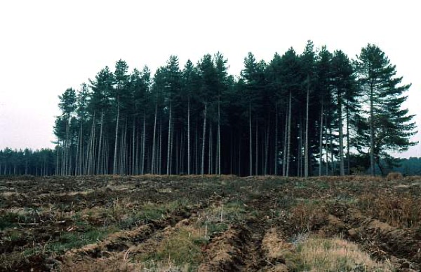 Stand of trees at the edge of Rendlesham Forest in 1983